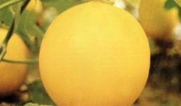 吃香瓜最新事件爆料,最新爆料揭示惊人内幕