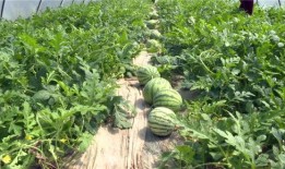 唐山吃瓜爆料视频最新一期,最新一期揭秘惊人内幕