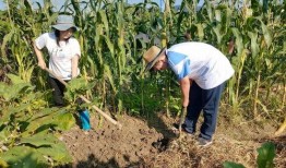 五条悟谷子最新爆料,娱乐圈幕后真相大曝光！”