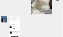 胖猫姐姐最新爆料,娱乐圈最新爆料大揭秘！