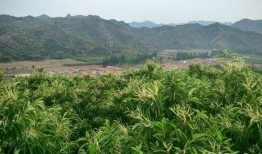 羊村最新爆料,最新爆料揭示羊村背后的惊人真相